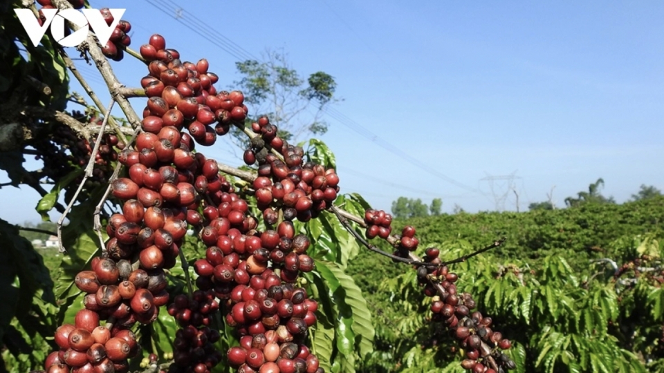 Coffee exports fall sharply in volume, hit record high in value